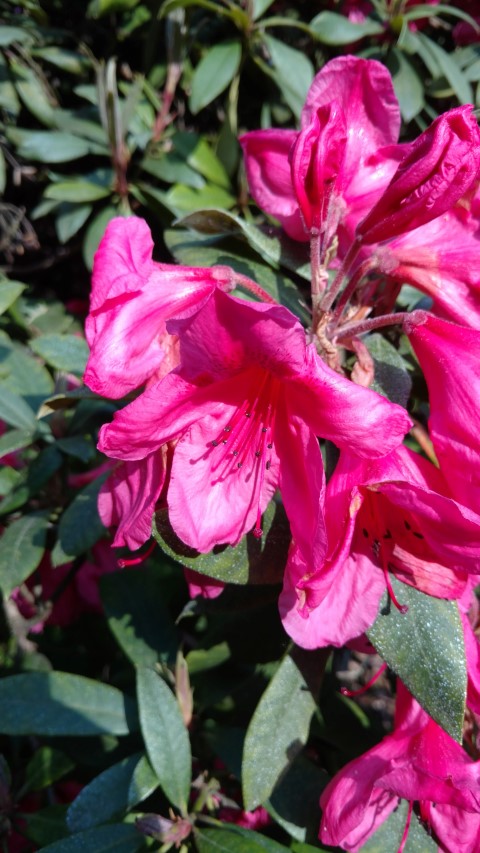 Rhododendron spp plantplacesimage20160605_165055.jpg