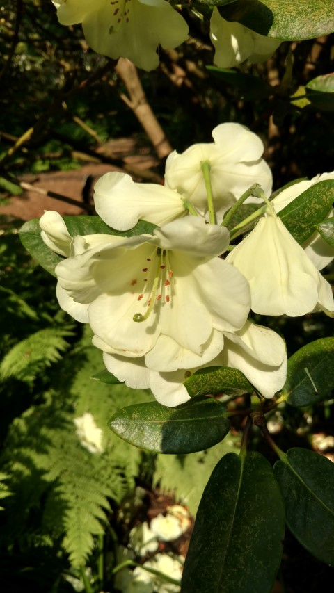 Rhododendron spp plantplacesimage20160605_165318.jpg