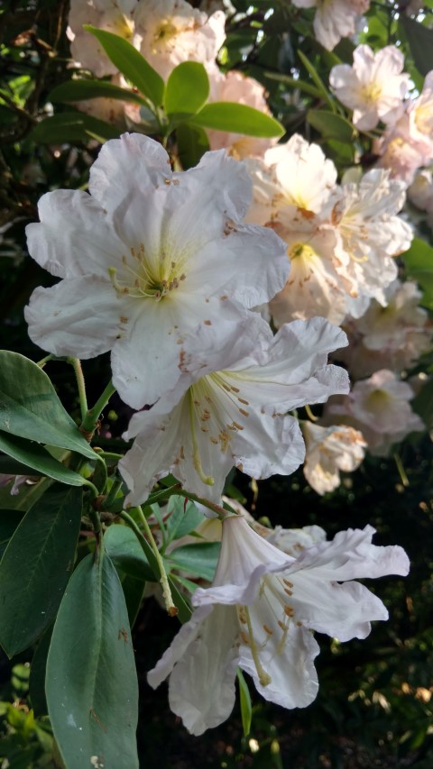 Rhidodendron spp plantplacesimage20160605_165542.jpg