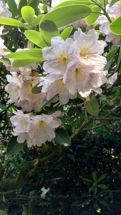 Rhidodendron spp plantplacesimage20160605_165555.jpg