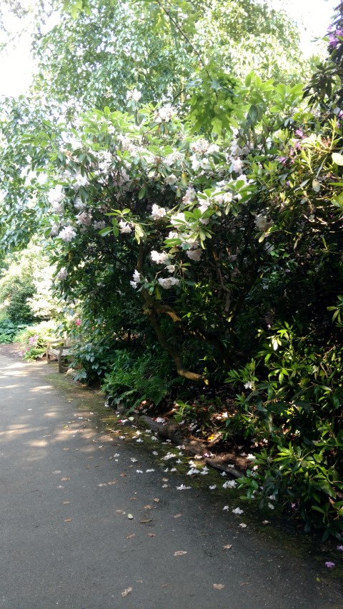 Rhidodendron spp plantplacesimage20160605_165610.jpg