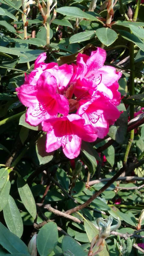 Rhododendron spp plantplacesimage20160605_170042.jpg
