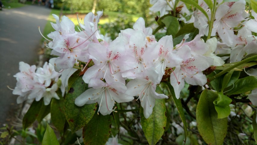 Rhododendron spp plantplacesimage20160605_170229.jpg