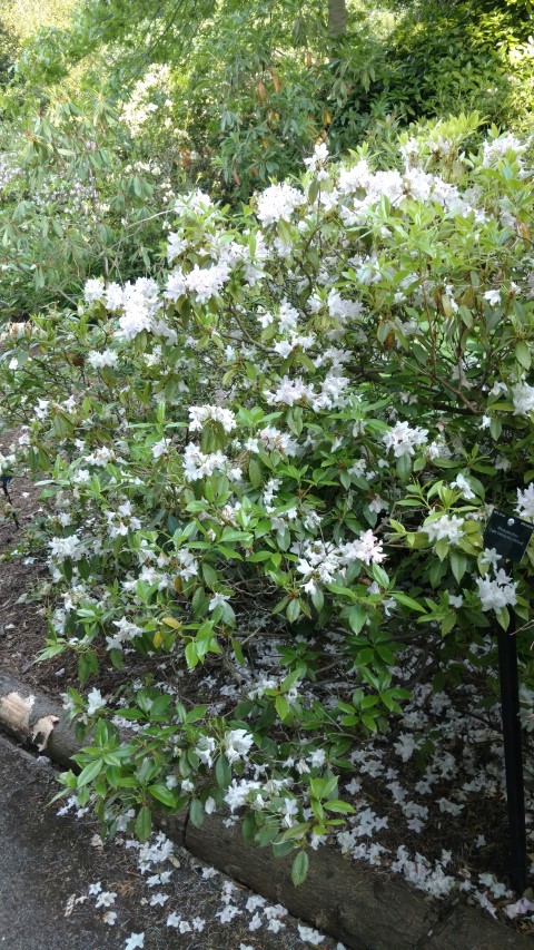 Rhododendron spp plantplacesimage20160605_170240.jpg