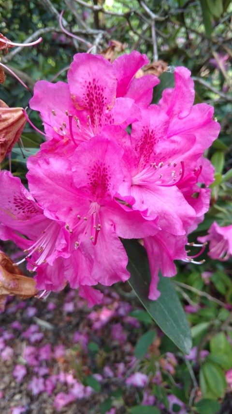 Rhododendron spp plantplacesimage20160605_170345.jpg