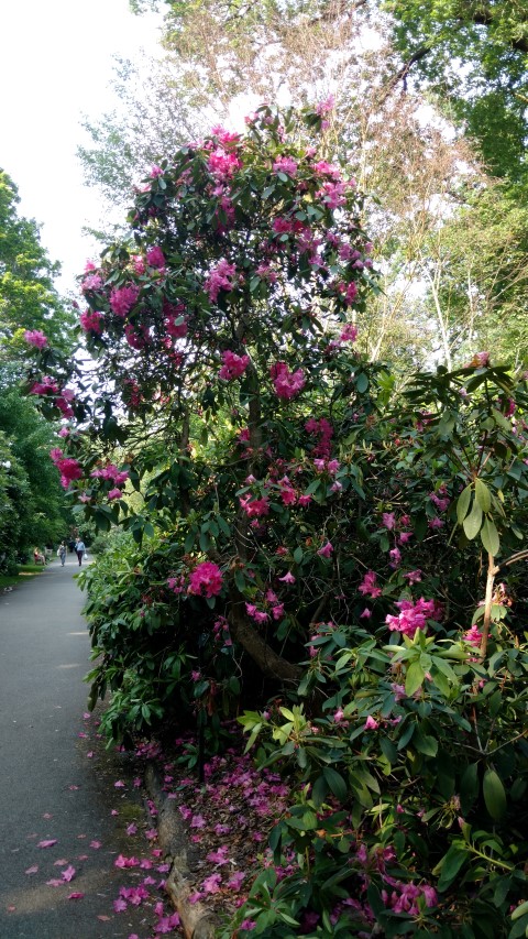 Rhododendron spp plantplacesimage20160605_170400.jpg