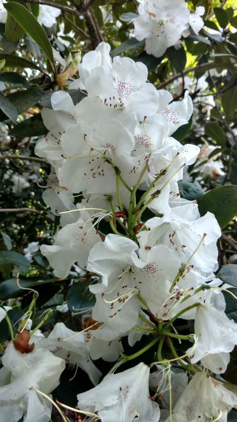Rhododendron spp plantplacesimage20160605_170558.jpg