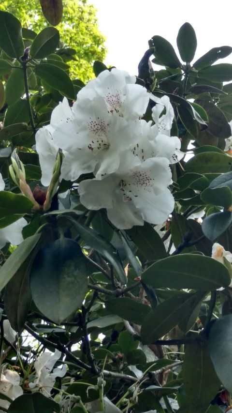 Rhododendron spp plantplacesimage20160605_170624.jpg