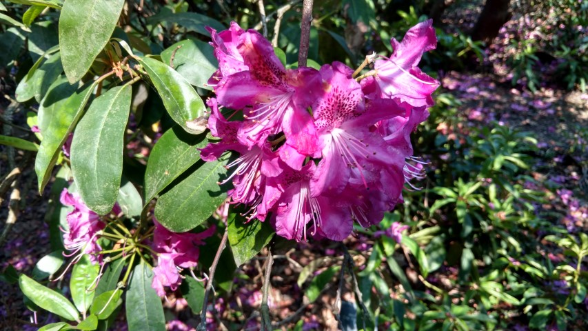 Rhododendron spp plantplacesimage20160605_170754.jpg