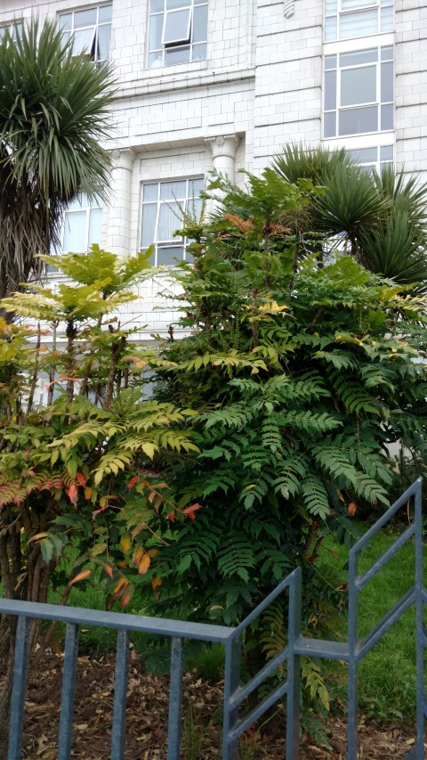 Mahonia japonica plantplacesimage20160806_191902.jpg