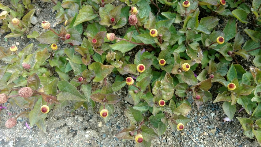 Acmella oleracea plantplacesimage20160813_154118.jpg