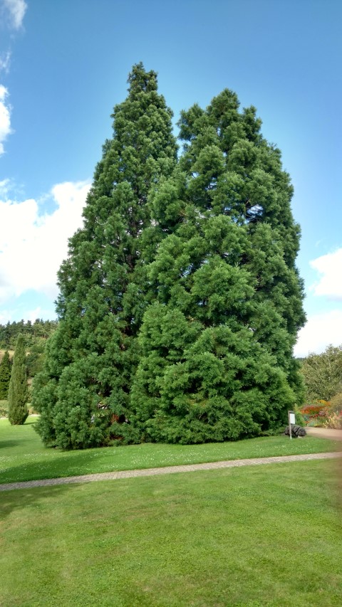 Sequoiadendron giganteum plantplacesimage20160813_154231.jpg