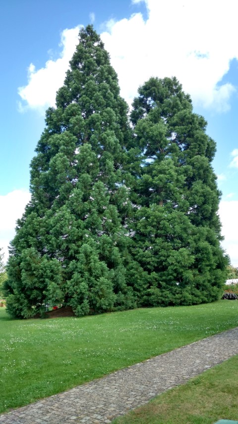 Sequoiadendron giganteum plantplacesimage20160813_154303.jpg