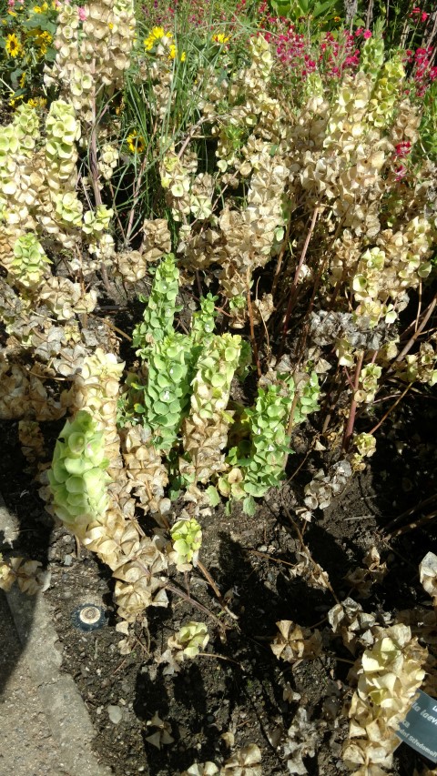 Moluccella laevis plantplacesimage20160813_154448.jpg
