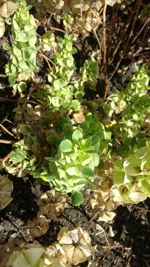 Moluccella laevis plantplacesimage20160813_154458.jpg