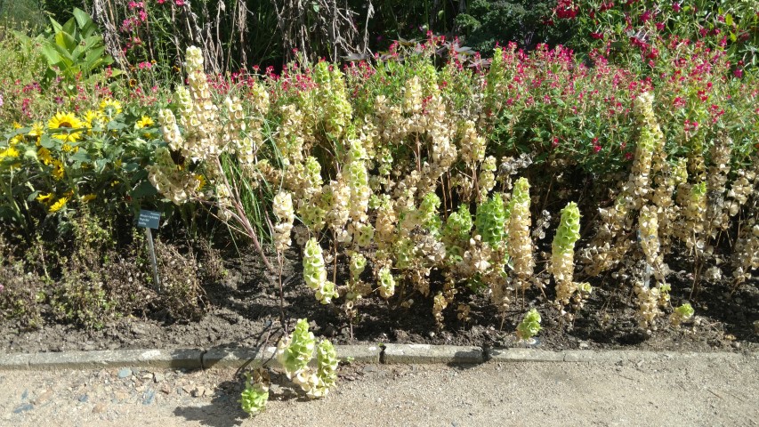 Moluccella laevis plantplacesimage20160813_154511.jpg
