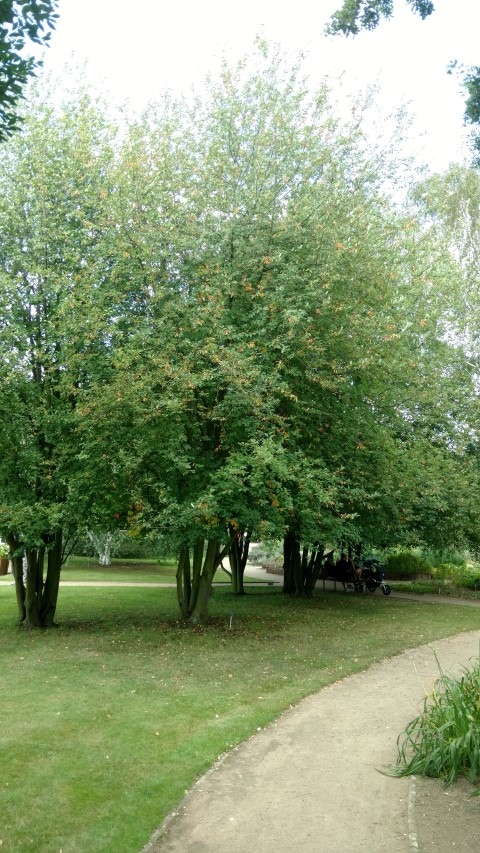 Prunus padus plantplacesimage20160813_160243.jpg