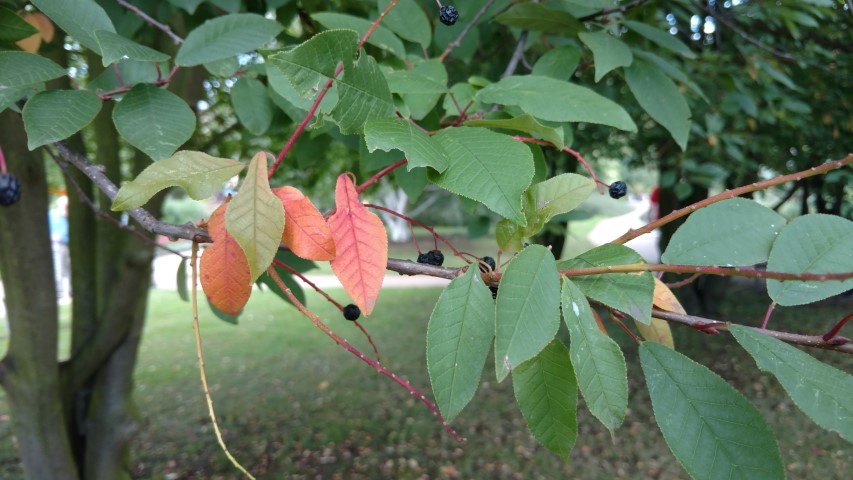 Prunus padus plantplacesimage20160813_160300.jpg