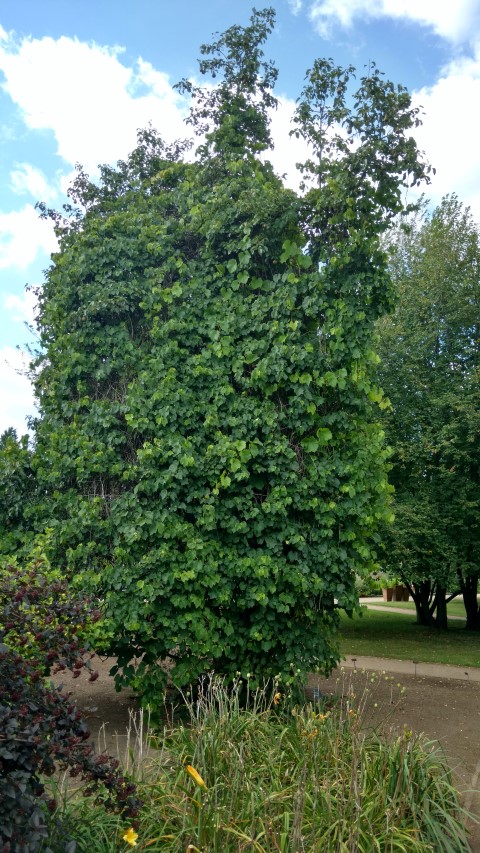 Vitis amurensis plantplacesimage20160813_160351.jpg