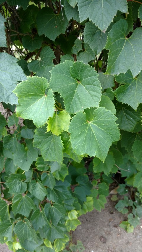 Vitis amurensis plantplacesimage20160813_160415.jpg