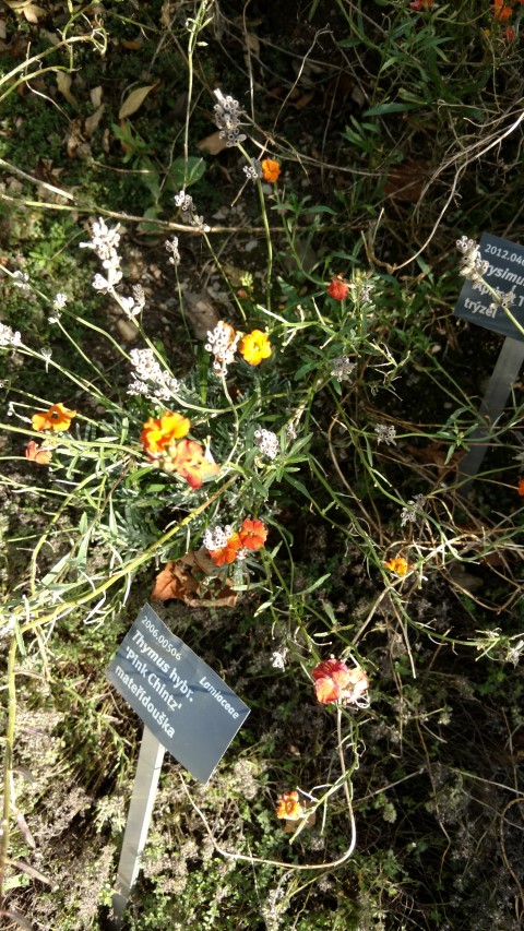 Erysimum hybrid plantplacesimage20160813_164036.jpg