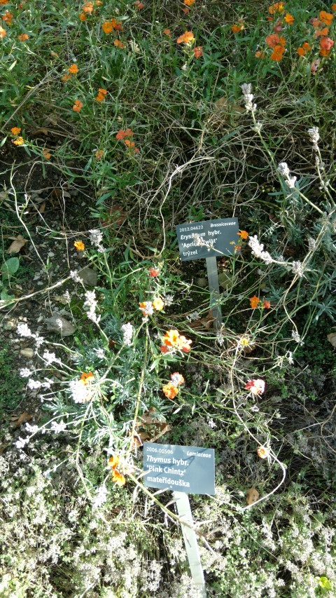 Erysimum hybrid plantplacesimage20160813_164100.jpg