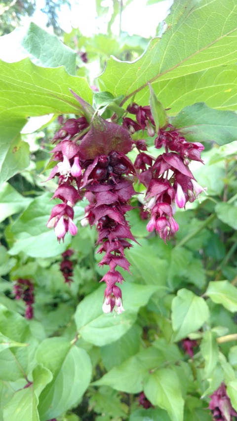Leycesteria formosa plantplacesimage20160813_172648.jpg