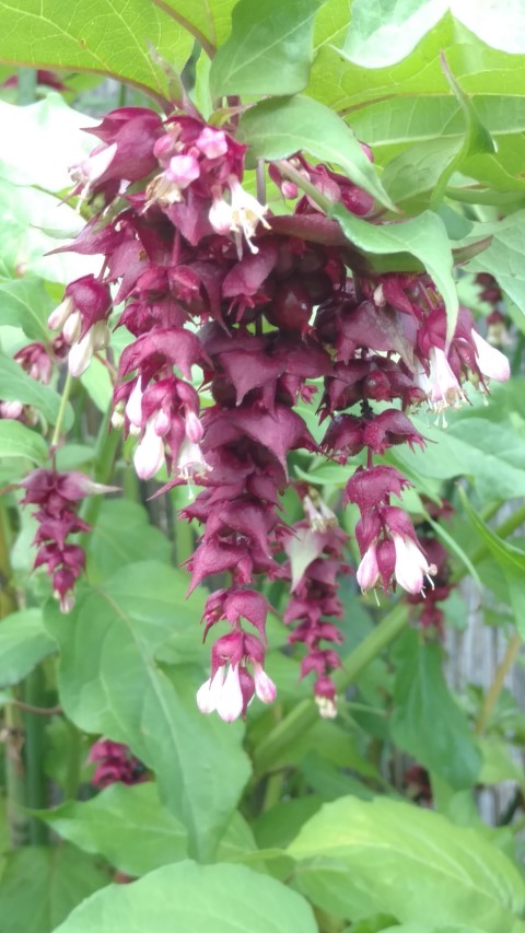 Leycesteria formosa plantplacesimage20160813_172659.jpg