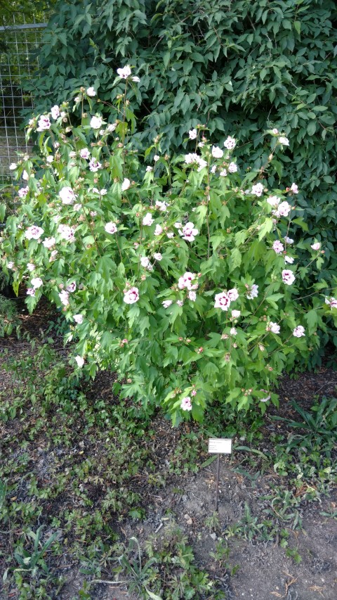 Hibiscus syriacus plantplacesimage20160813_173915.jpg