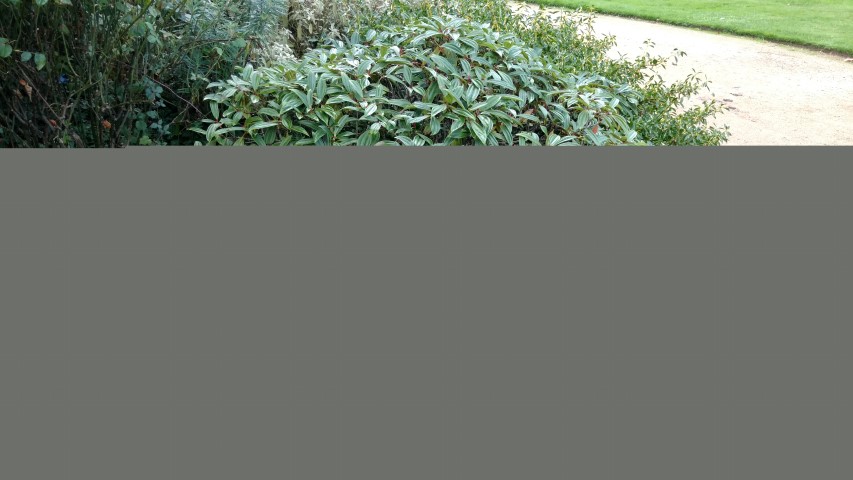 Viburnum davidii plantplacesimage20161015_153449.jpg