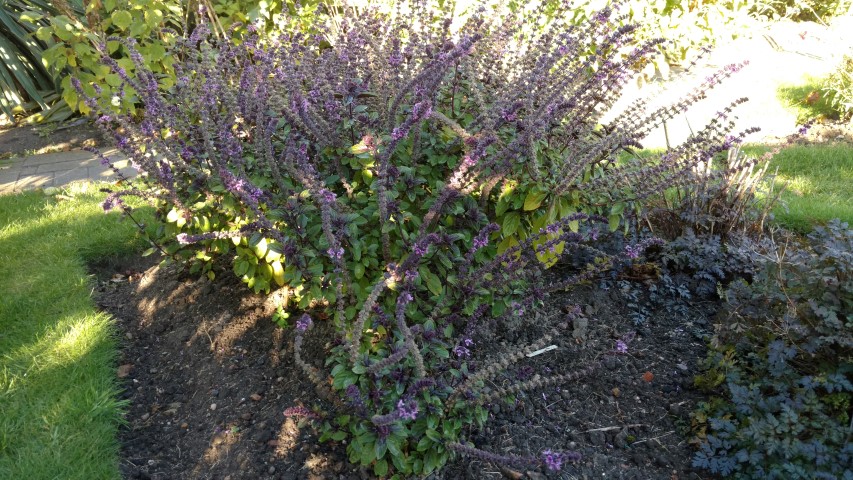 Ocimum  plantplacesimage20161015_161635.jpg