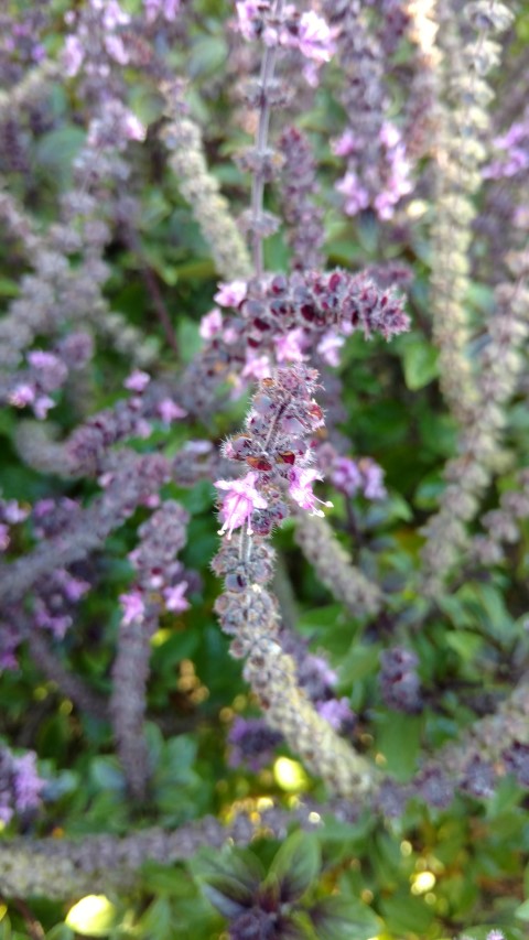 Ocimum  plantplacesimage20161015_161712.jpg