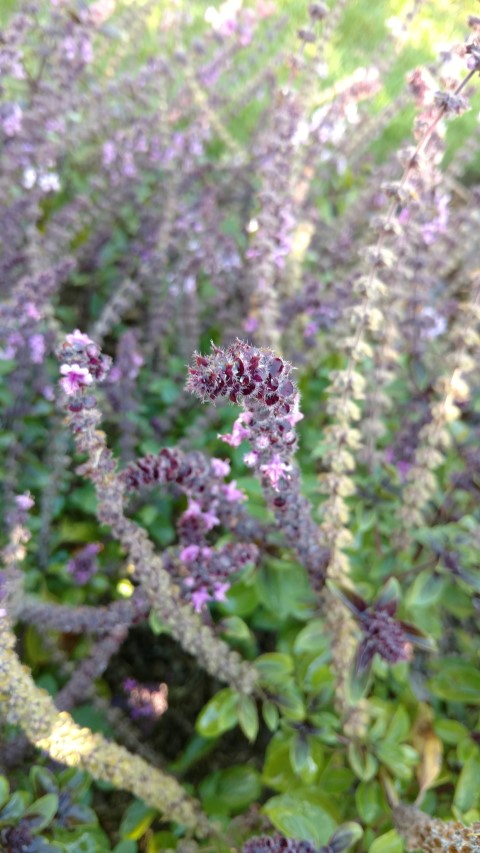 Ocimum  plantplacesimage20161015_161726.jpg