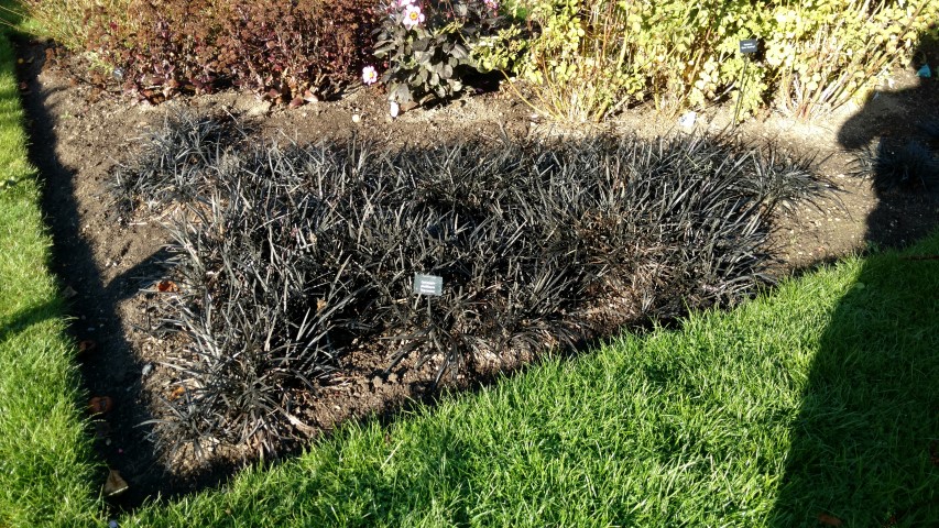 Ophiopogon planiscapus plantplacesimage20161015_162135.jpg