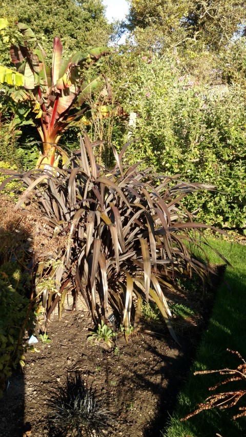 Phormium spp plantplacesimage20161015_163349.jpg