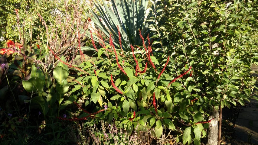 Salvia confertifolia plantplacesimage20161015_163559.jpg