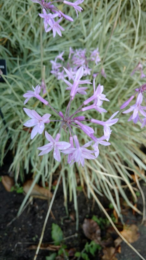 Tulbaghia violaceae plantplacesimage20161015_164050.jpg