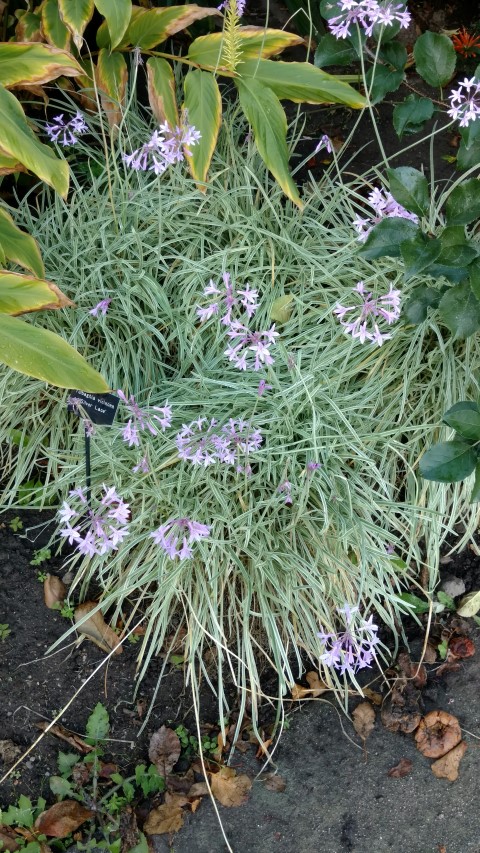 Tulbaghia violaceae plantplacesimage20161015_164102.jpg