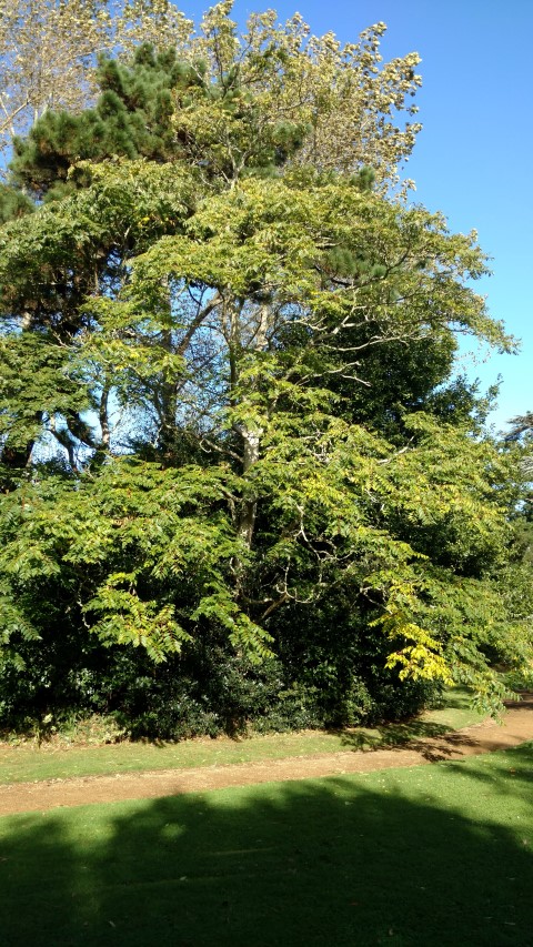 Ailanthus altissima plantplacesimage20161016_104701.jpg