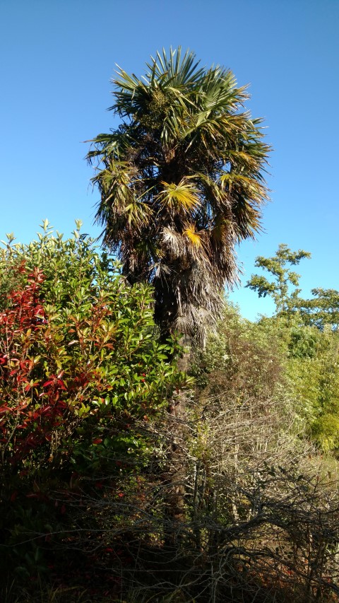Trachycarpus fortunei plantplacesimage20161016_105348.jpg