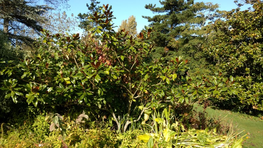 Magnolia grandiflora plantplacesimage20161016_105624.jpg