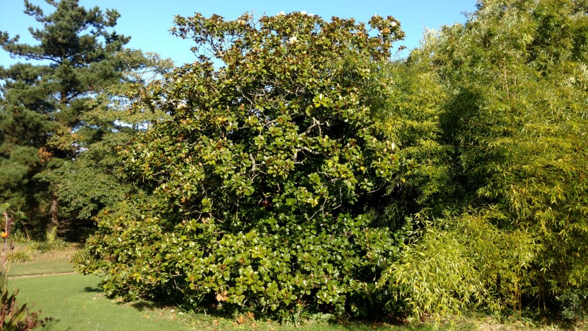 Magnolia grandiflora plantplacesimage20161016_105721.jpg