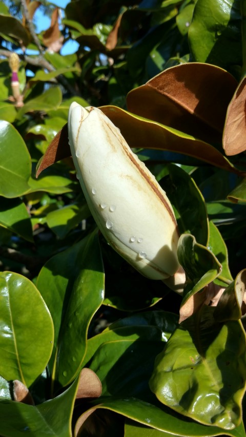 Magnolia grandiflora plantplacesimage20161016_105742.jpg