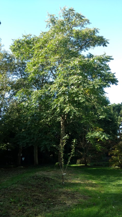 Ailanthus altissima plantplacesimage20161016_113006.jpg