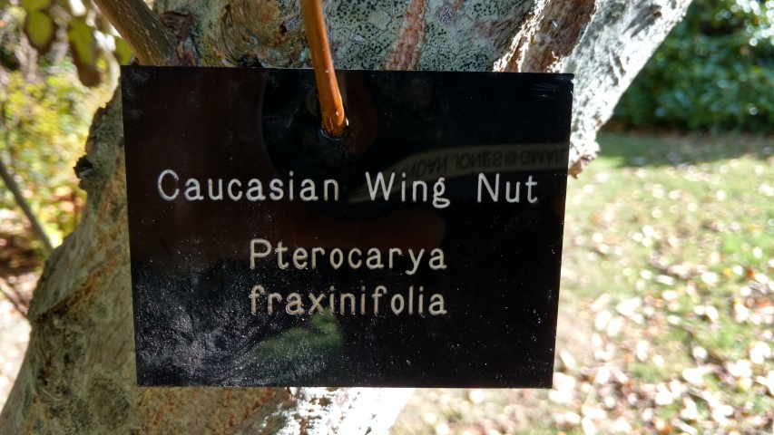 Pterocarya fraxinifolia plantplacesimage20161016_113544.jpg