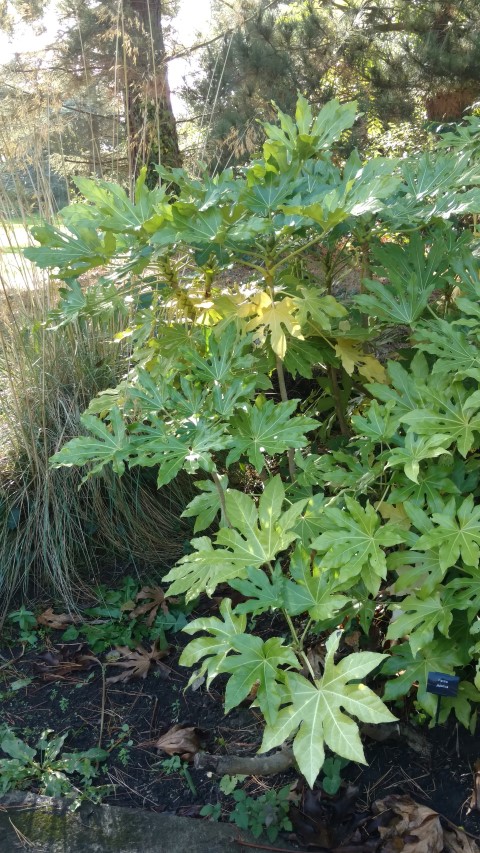 Fatsia japonica plantplacesimage20161016_114002.jpg
