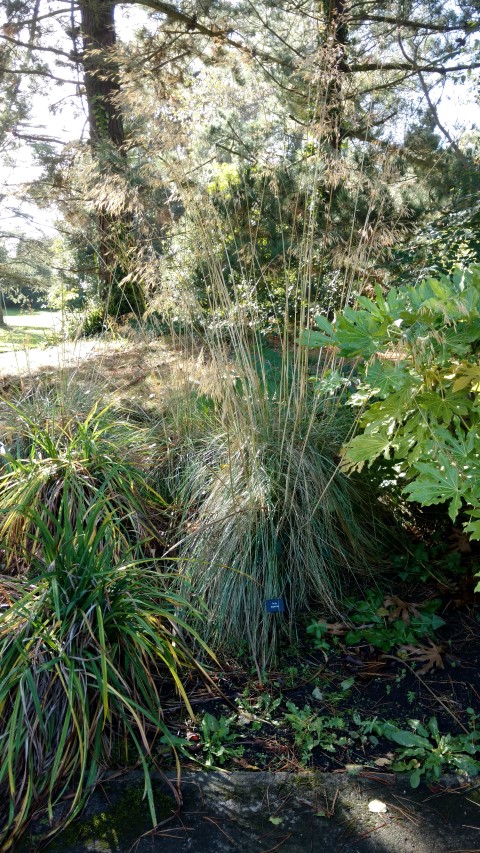 Stops gigantea plantplacesimage20161016_114033.jpg