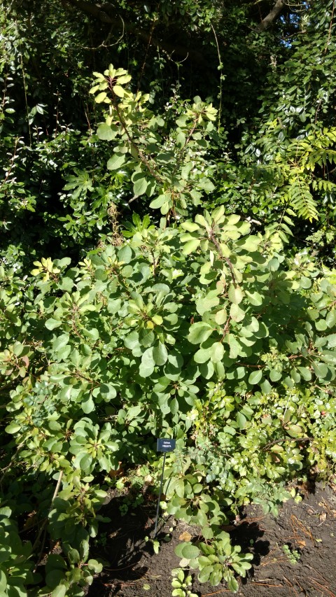 Cotinus coggygria plantplacesimage20161016_114559.jpg