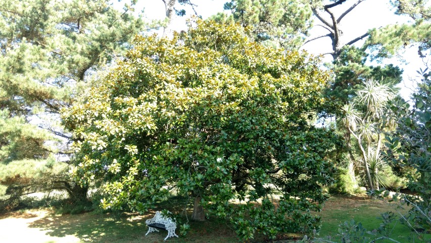 Magnolia grandiflora plantplacesimage20161016_115320.jpg