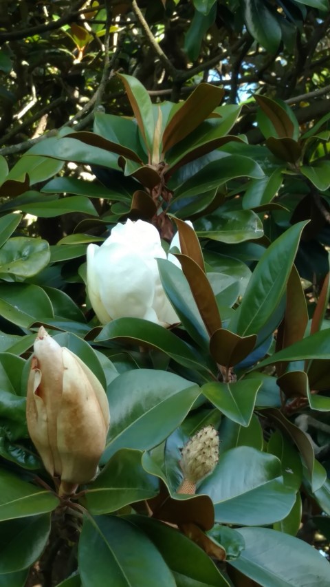 Magnolia grandiflora plantplacesimage20161016_115338.jpg